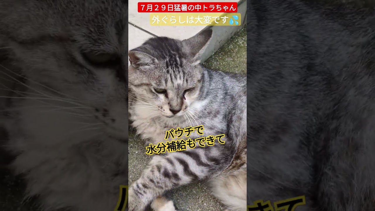 【猛暑の中トラちゃん】外猫はお世話があっても過酷です🙏