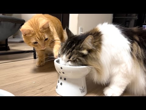 ご飯を奪おうとする食いしん坊の愛猫が必死すぎたw