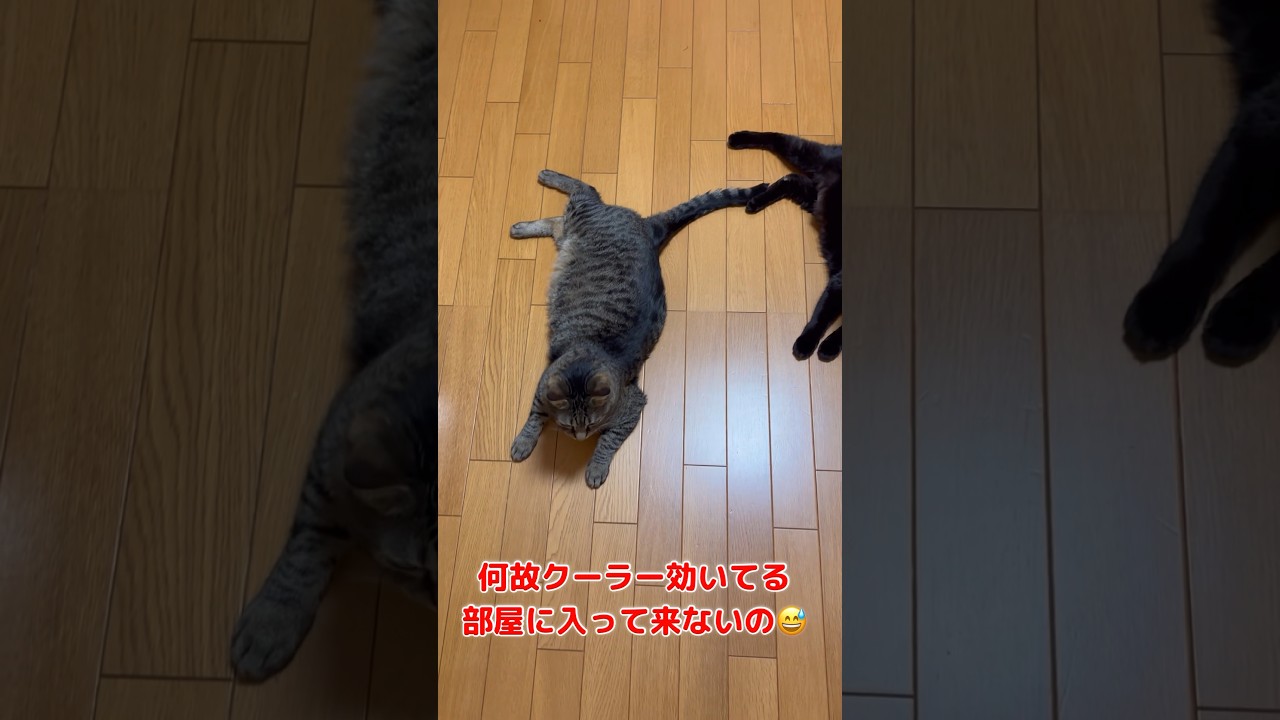 皆集結してた🐱#shorts #黒猫#キジトラ#ソマリ
