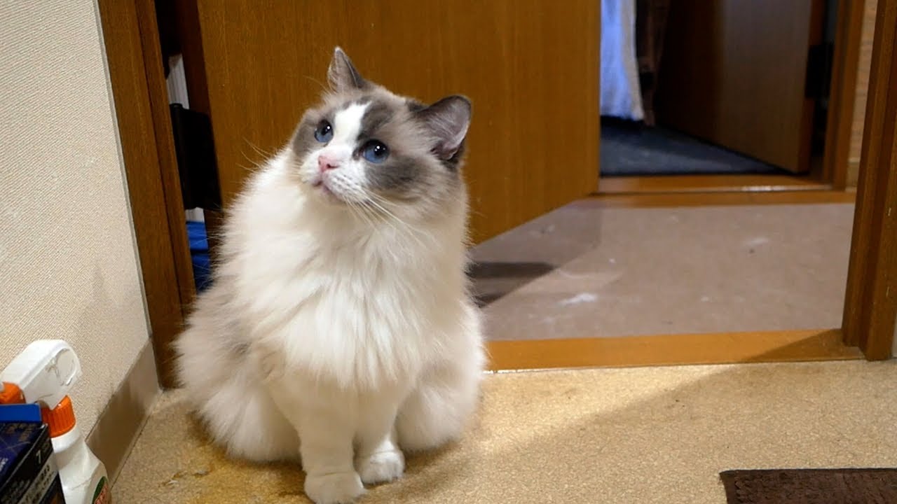 シャワー中も飼い主に付きまとう甘えん坊な性格のラグドールと過ごすお盆休み
