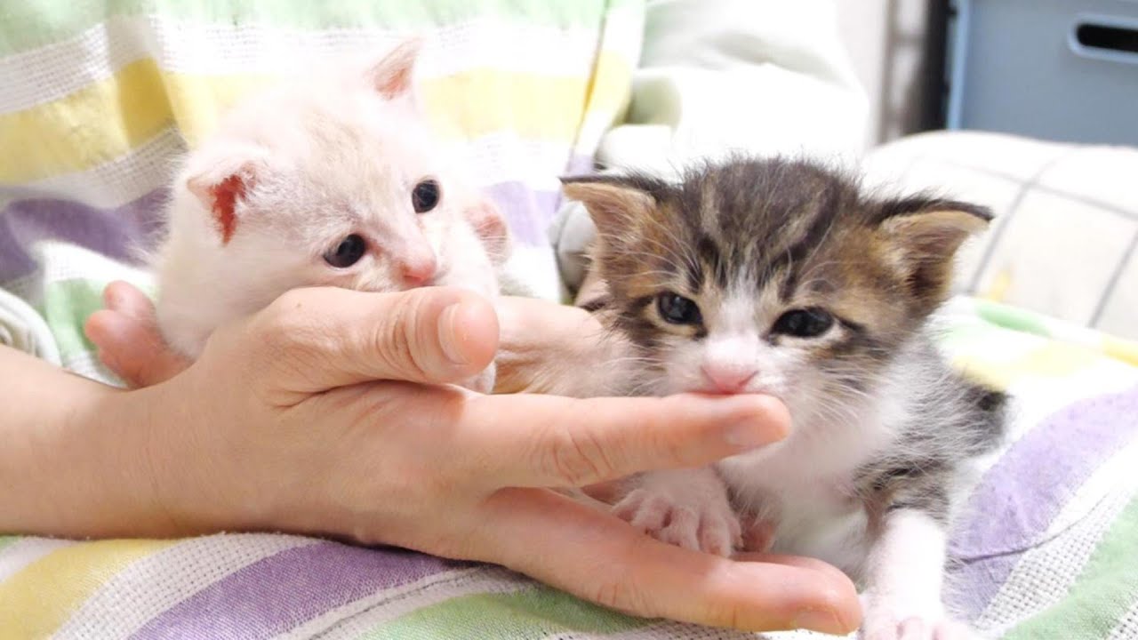 こんなちび子猫達なのにゴロゴロ音がすごいんです！【赤ちゃん猫　保護猫】