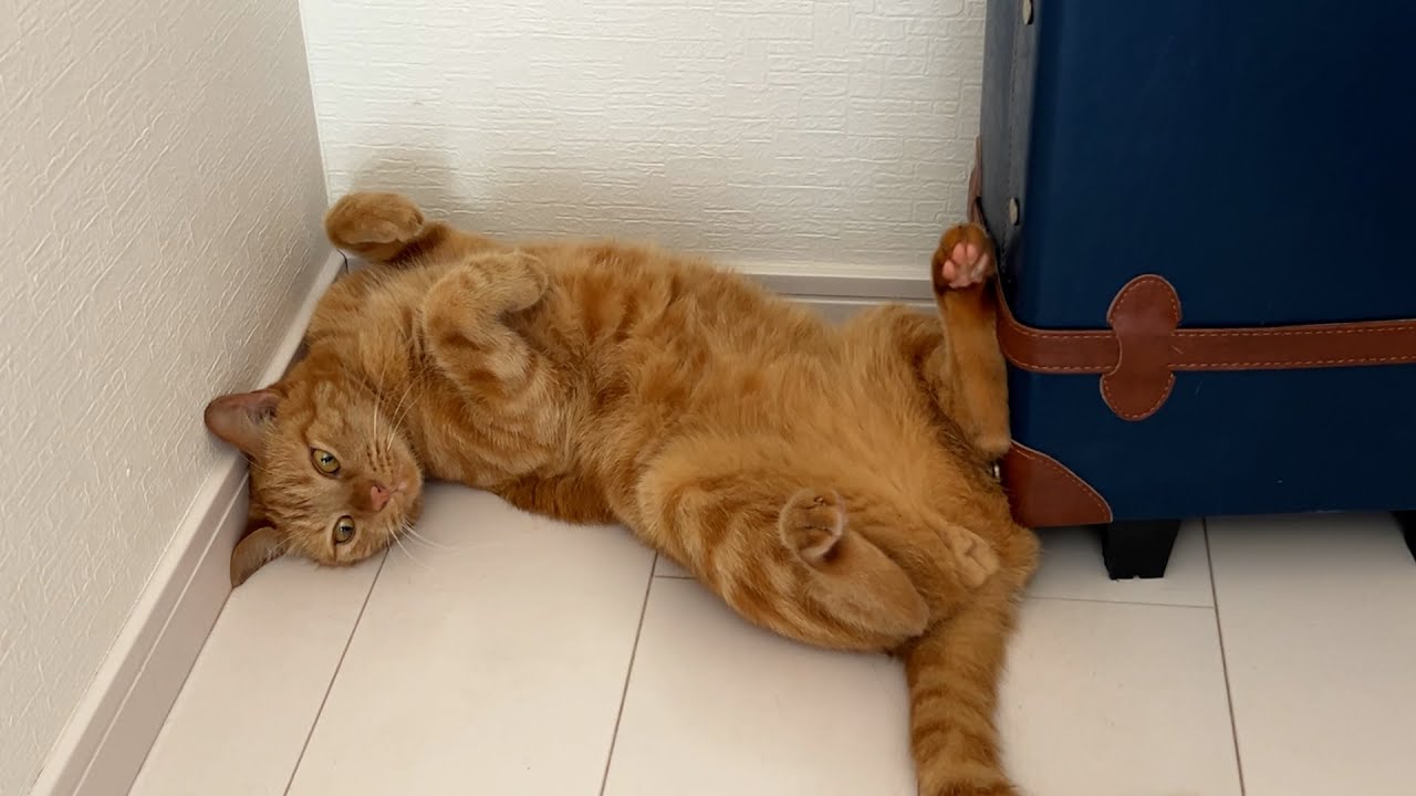 愛情をたっぷり注がれた保護猫がこちらです【茶トラ猫】