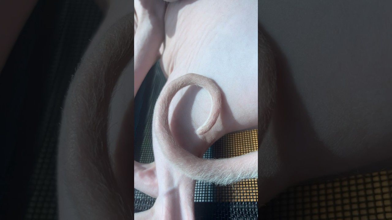 これなに？毛のない猫【スフィンクス猫】