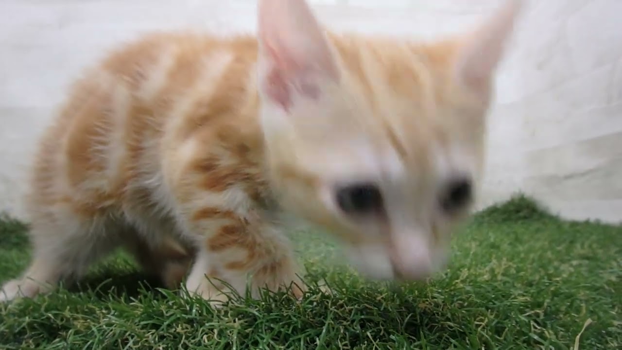 Coo&RIKU　No00686046 アメリカンショートヘアー