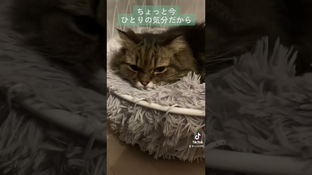 言われたい💜【スコティッシュフォールド】#shorts #スコティッシュフォールド #猫