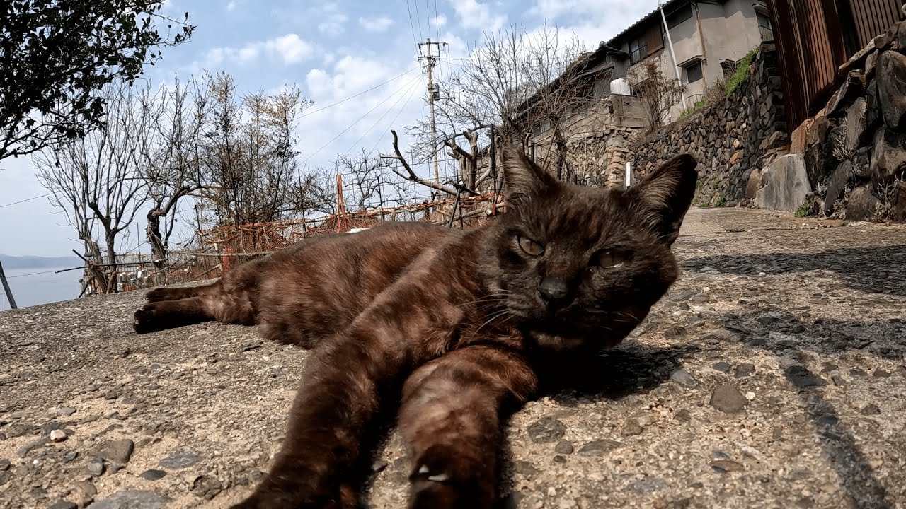 男木島　「ボクを無視して素通りは許さんニャ！」と黒トラ猫が通路で寝転がって通せんぼしてきた