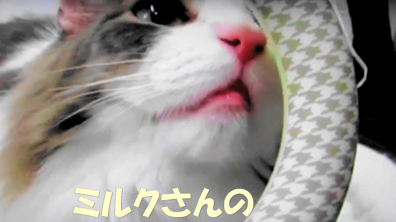 目指せモモ20歳～2024ミルクさんの夏を乗り切るアイテム✨～クールなミルク🌞🐱🌻もうすぐうちの子記念日保護猫ミルク2周年の速さにビックリ