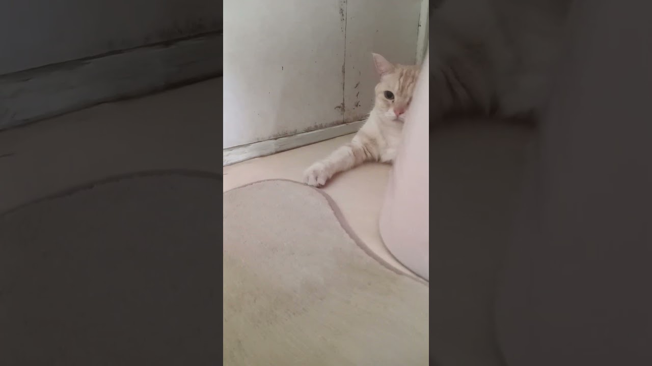 トイレでくつろぐライチ　　　 #cat #日本猫 #babyanimal