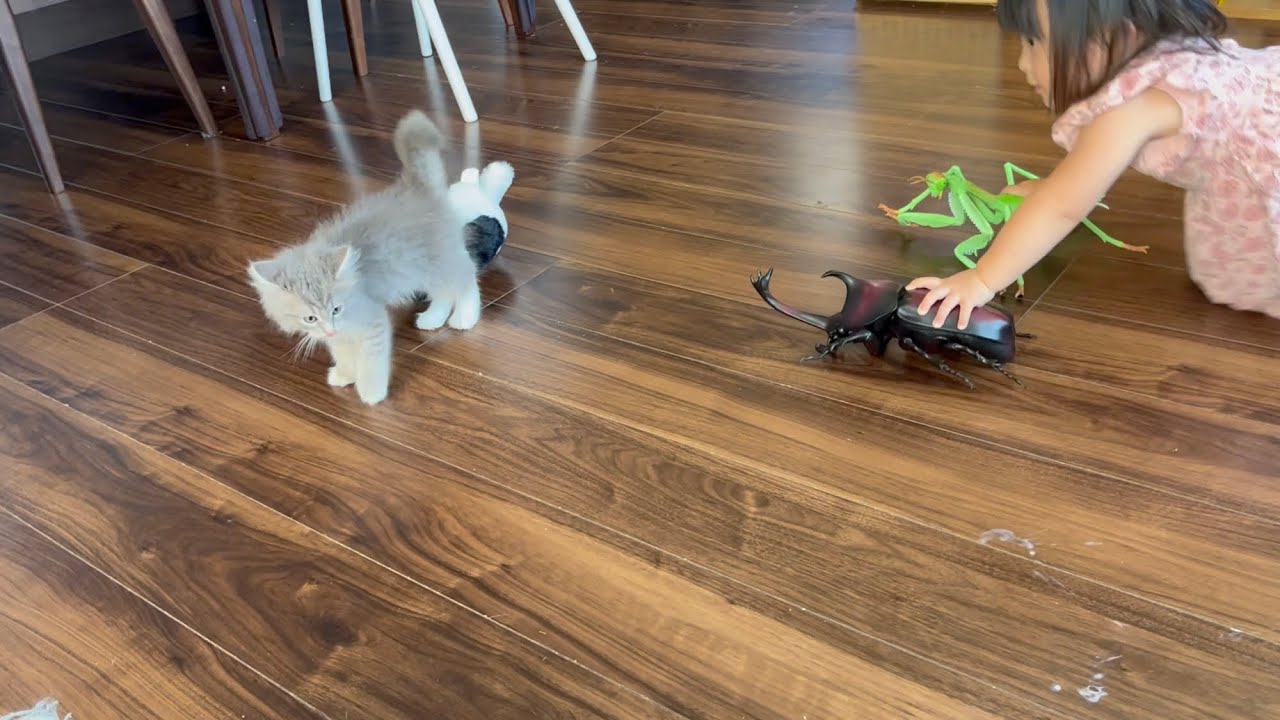 巨大カマキリと対決させられる子猫　サイベリアン