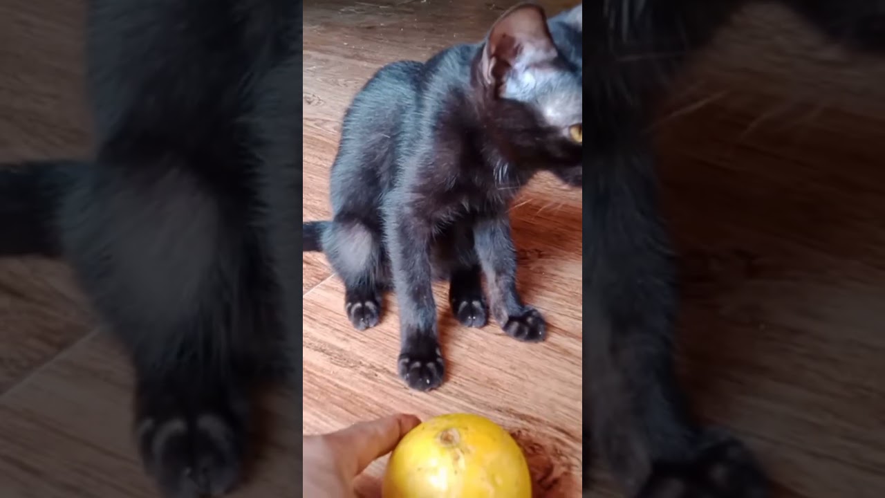 #music #smartcat #shortvideo #cat #kitten #catlover #cute #new