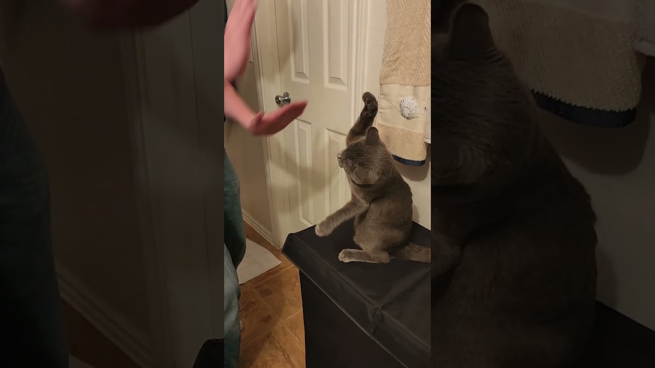 Attack Kitty #cuteanimal #kitten