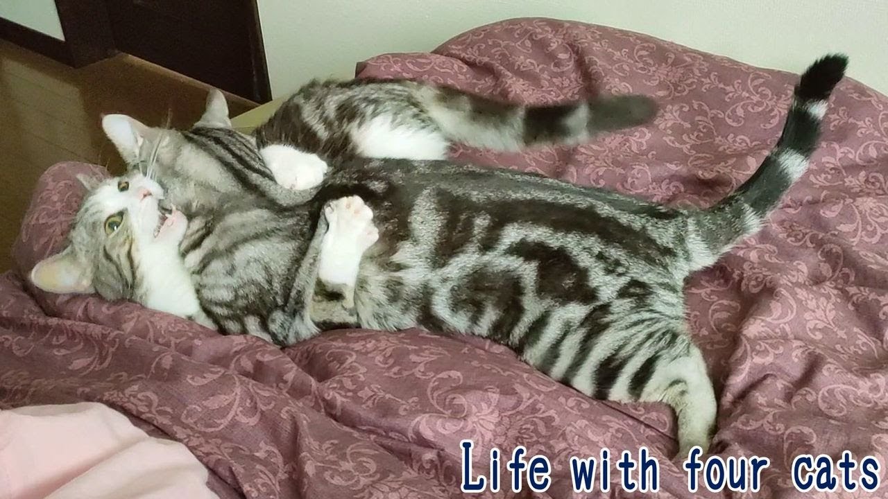 いっつもいっしょ♪　スコティッシュフォールド「ふく」とアメリカンショートヘア「さん」 Life With Four Life 127 #猫 #ねこ