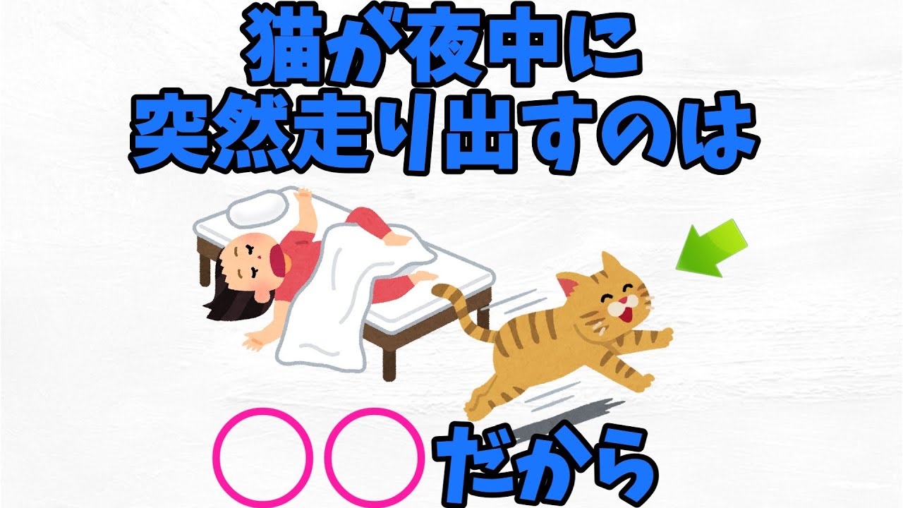 【猫の雑学】ストレス解消の行動　猫が夜中に走る
