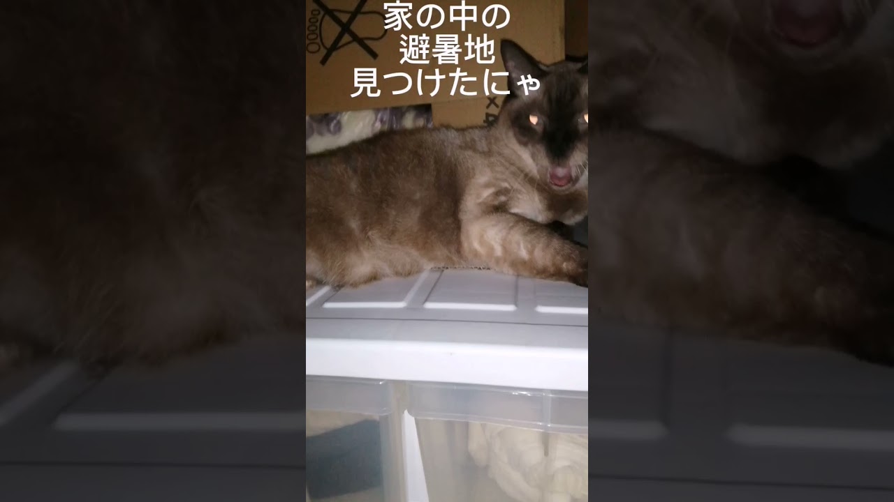 シャム猫#shorts #cat #猫#シャムミックス#15歳