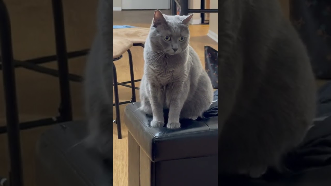 Cute adorable silver grey cat