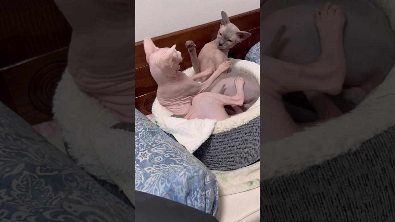 また喧嘩してるww毛のない猫たち【スフィンクス猫】