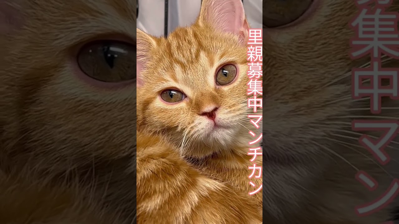 #里親募集中 #可愛い猫 #マンチカン #里親募集中子猫アゴはネコ