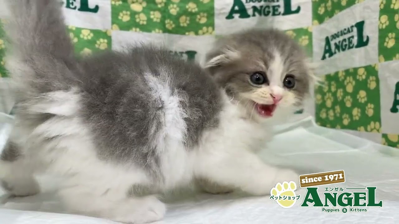 スコティッシュフォールド 2408019 【ペットショップエンゼル　子犬・子猫販売】