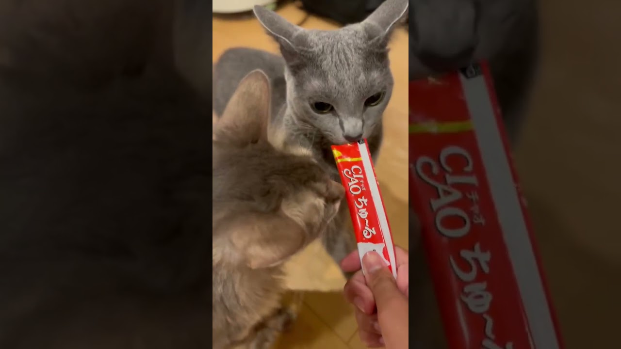 Riru and ciao chure #cat #kitten #catbaby #cute #catbreed #ねこねこ #catkitten #ねこ #pets