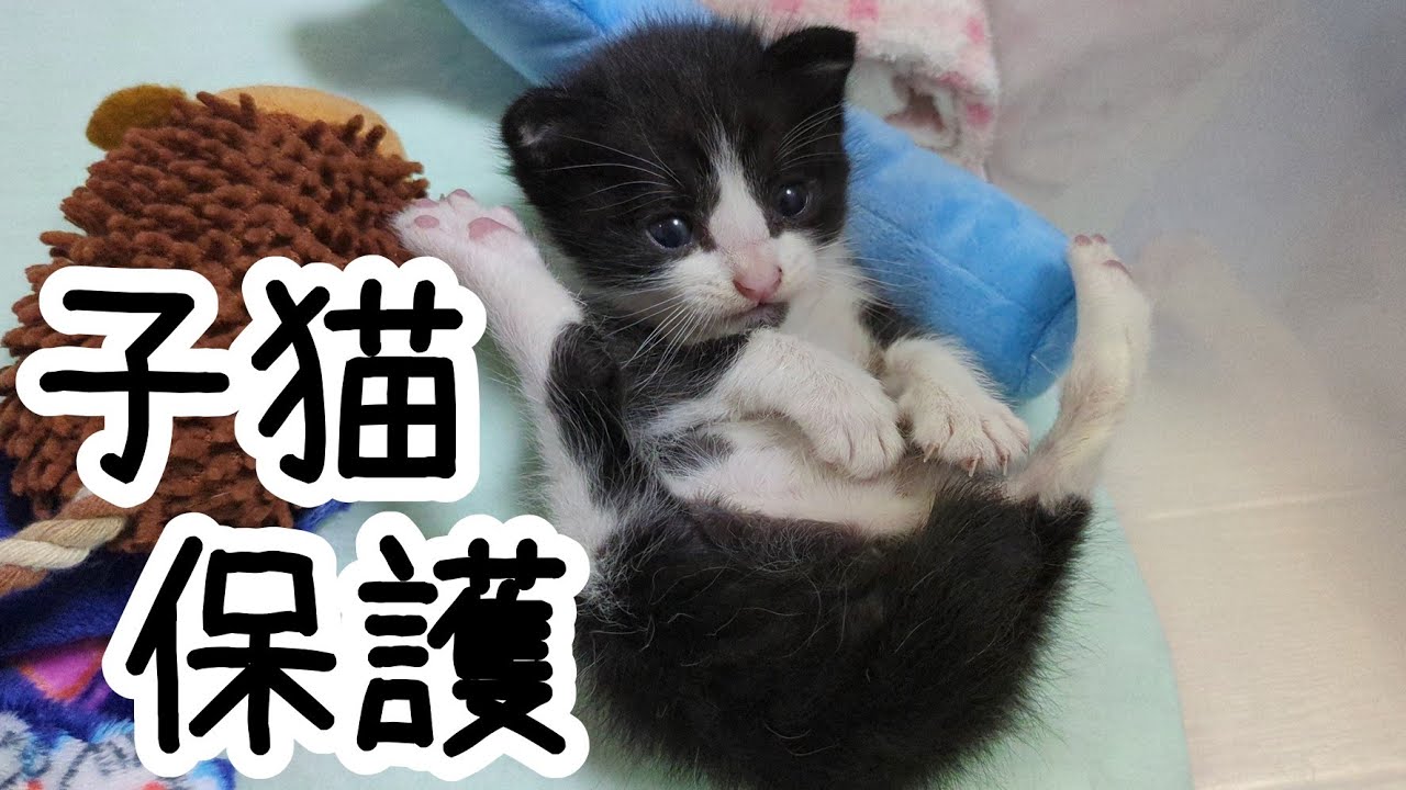 炎天下で迷子になっていた子猫を迎え入れました！【保護猫】we rescude a lost kitten！