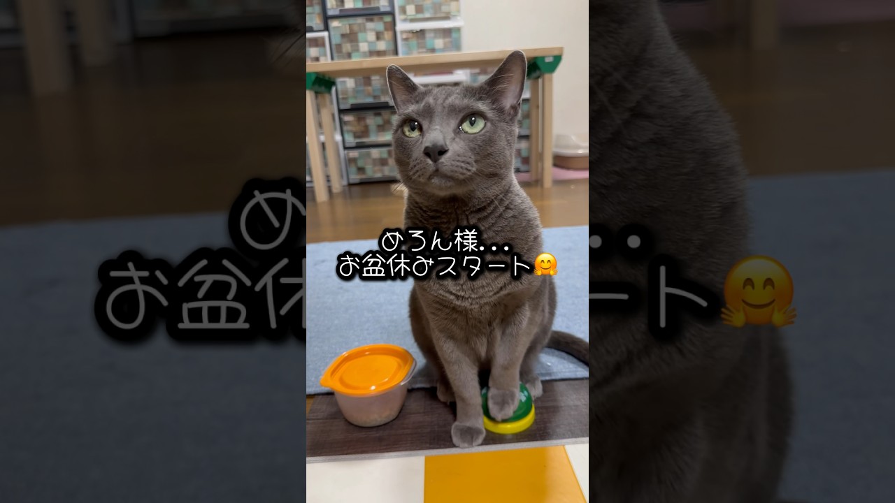 【ロシアンブルー】めろんお盆休みスタート🤗お留守番多くなるかな🙏😂【猫】#shorts