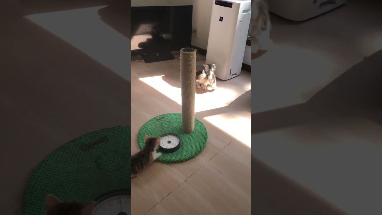 スコティッシュフォールド 好奇心旺盛で元気ガール😁