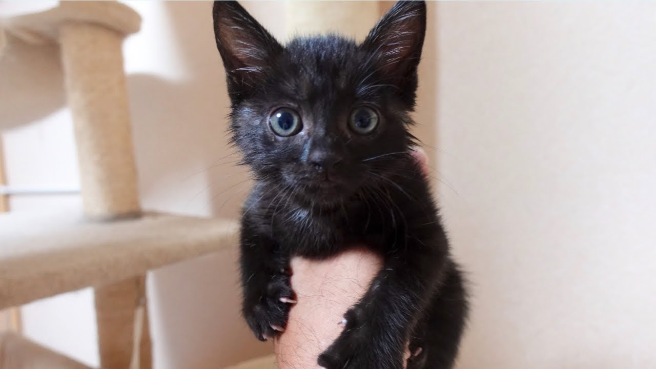 蓮根畑で鳴き続けてた子猫を捕獲したので洗ったら美人になりました