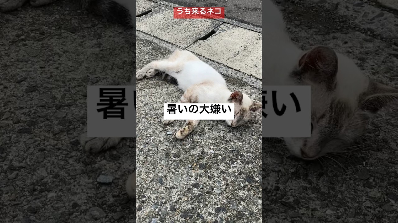 暑いの大嫌い。うち来るネコ152 #猫 #ねこ #癒し #cat #shorts