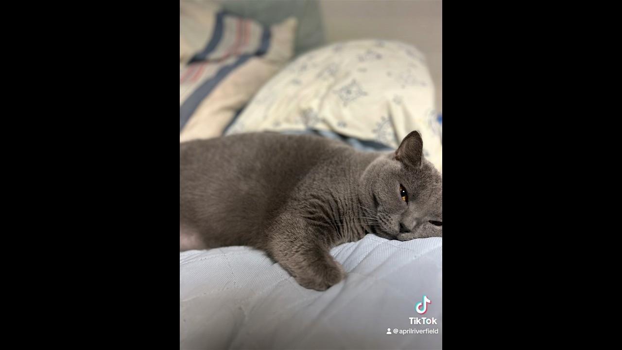 ほんとに何もしない猫    #シャルトリュー #cat #にゃんこ #猫のいる暮らし #丸猫 #猫 #cat#kawaii #にゃん