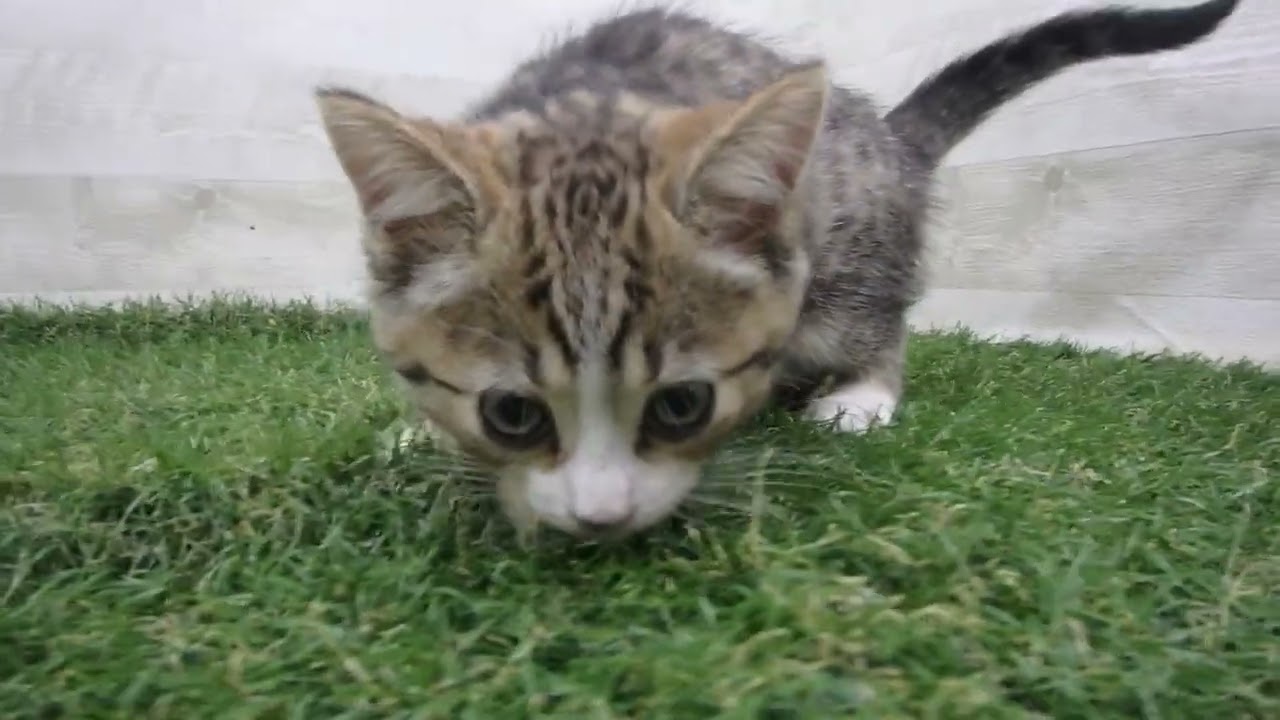 Coo&RIKU　No00686040 アメリカンカール