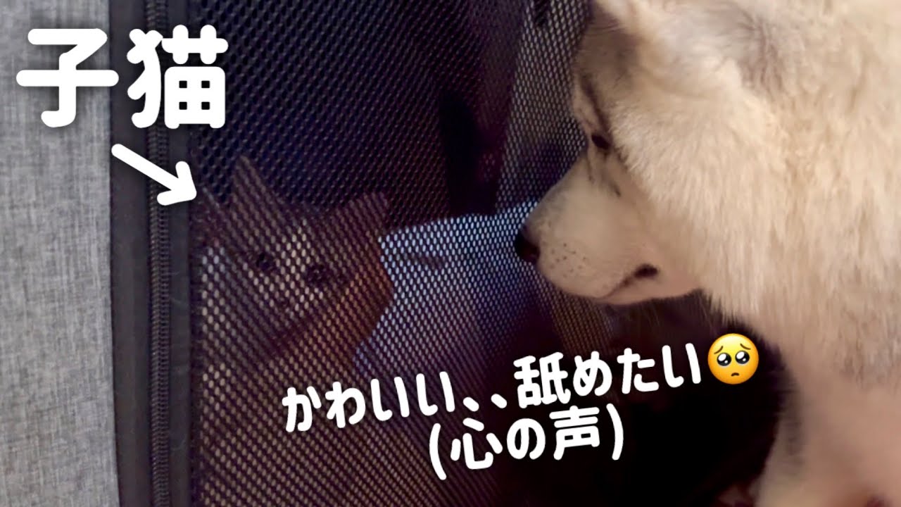 【子猫との対面】猫が大好きなハスキー姉妹の反応がこちら…【シベリアンハスキー】【保護猫/捨て猫】