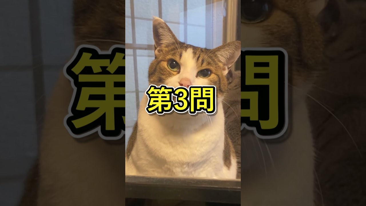 猫ちゃんクイズPart2 #cat #猫 #保護猫 #クイズ #豆知識 #雑学
