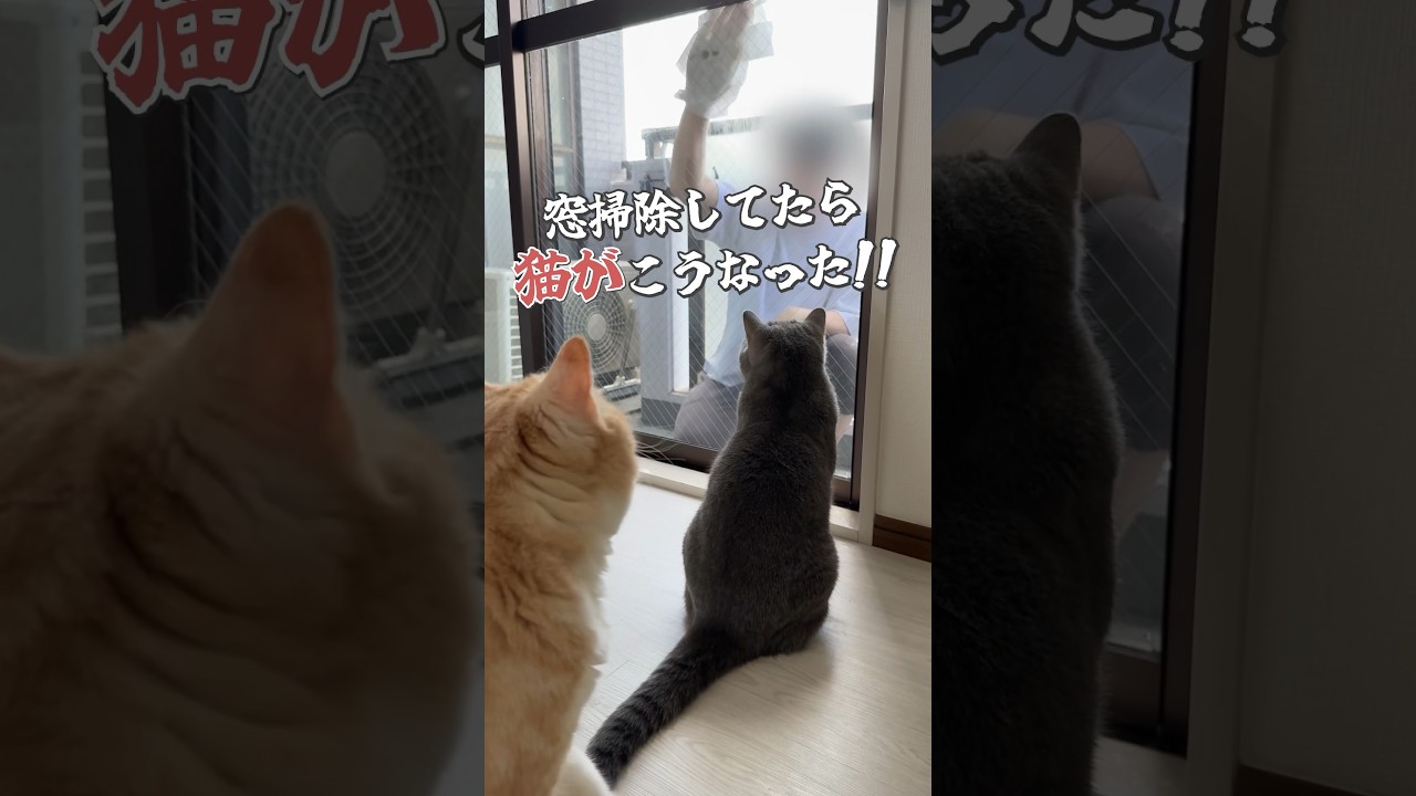#cat #猫 #猫動画 #ねこ #猫あるある #かわいい猫 #スコティッシュフォールド