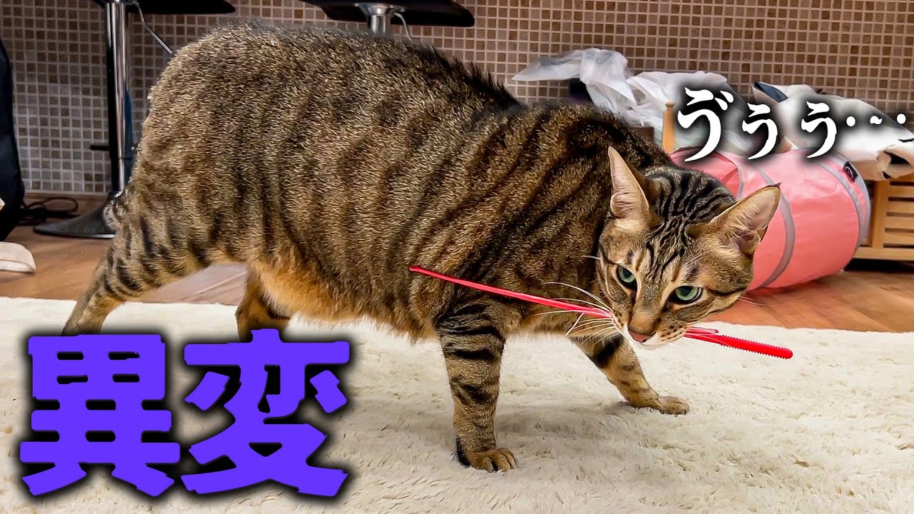 【緊急事態】おもちゃを咥えた猫に異変が発生して大騒ぎになりました…