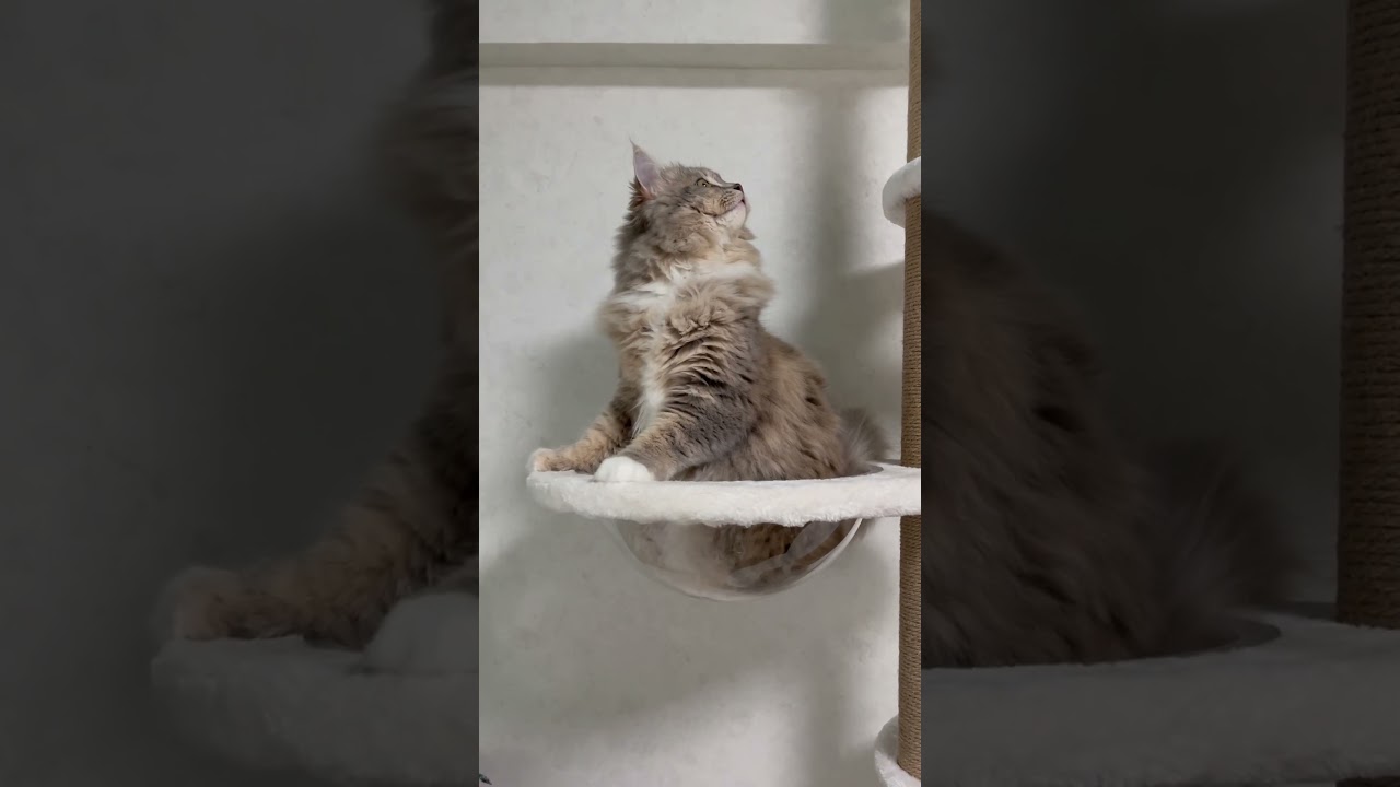 宇宙船にちょこんと乗る姿が可愛い猫#サイベリアン #shorts