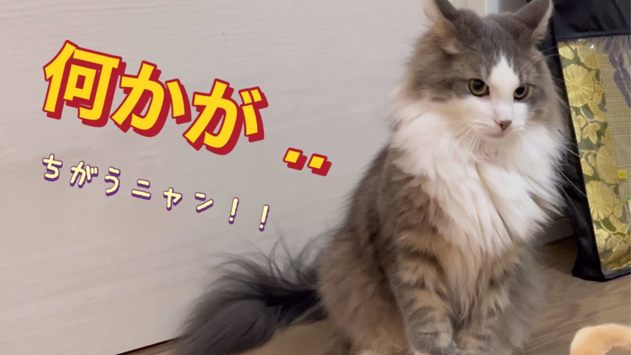 ある物には優しい2歳の誕生日を迎えた活発なノルウェージャンフォレストキャット(^^)#catvideos #ねこ
