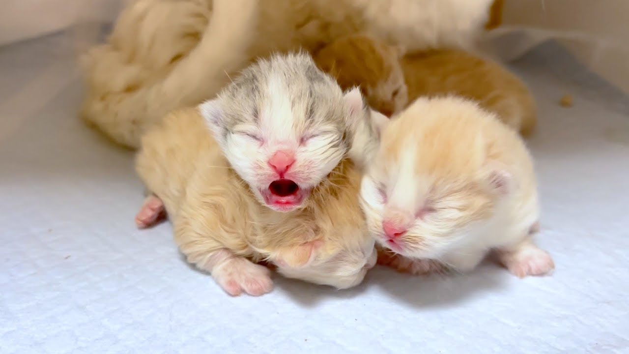【マンチカンの子猫】新しい命の誕生で子猫観察を始めた件 ～猫のいる生活Vol.1001～出産動画 マンチカン短足・ミヌエット・ペルシャ猫専門ブリーダー『ペット蔵人』【子猫の成長記録】