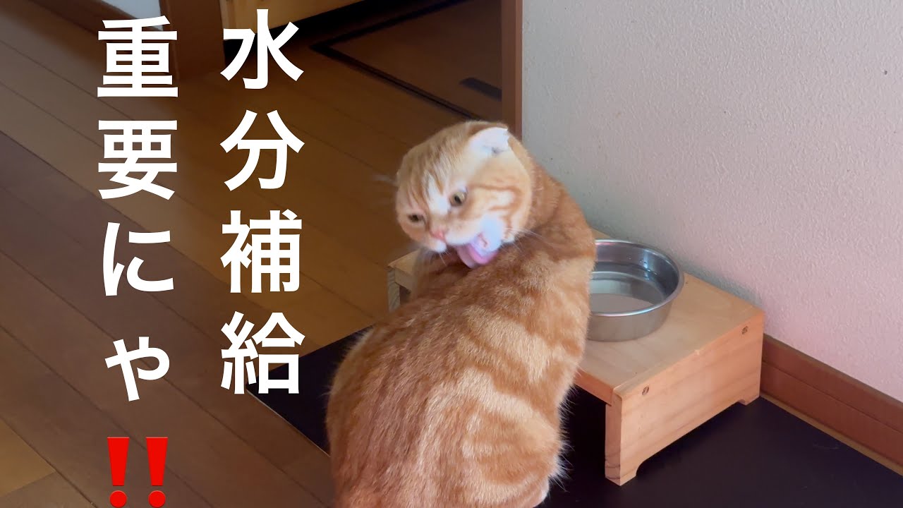 水分補給を忘れない‼️スコティッシュフォールド「すず」　#スコティッシュフォールド #猫のいる暮らし #猫好きさんと繋がりたい #cat #かわいい