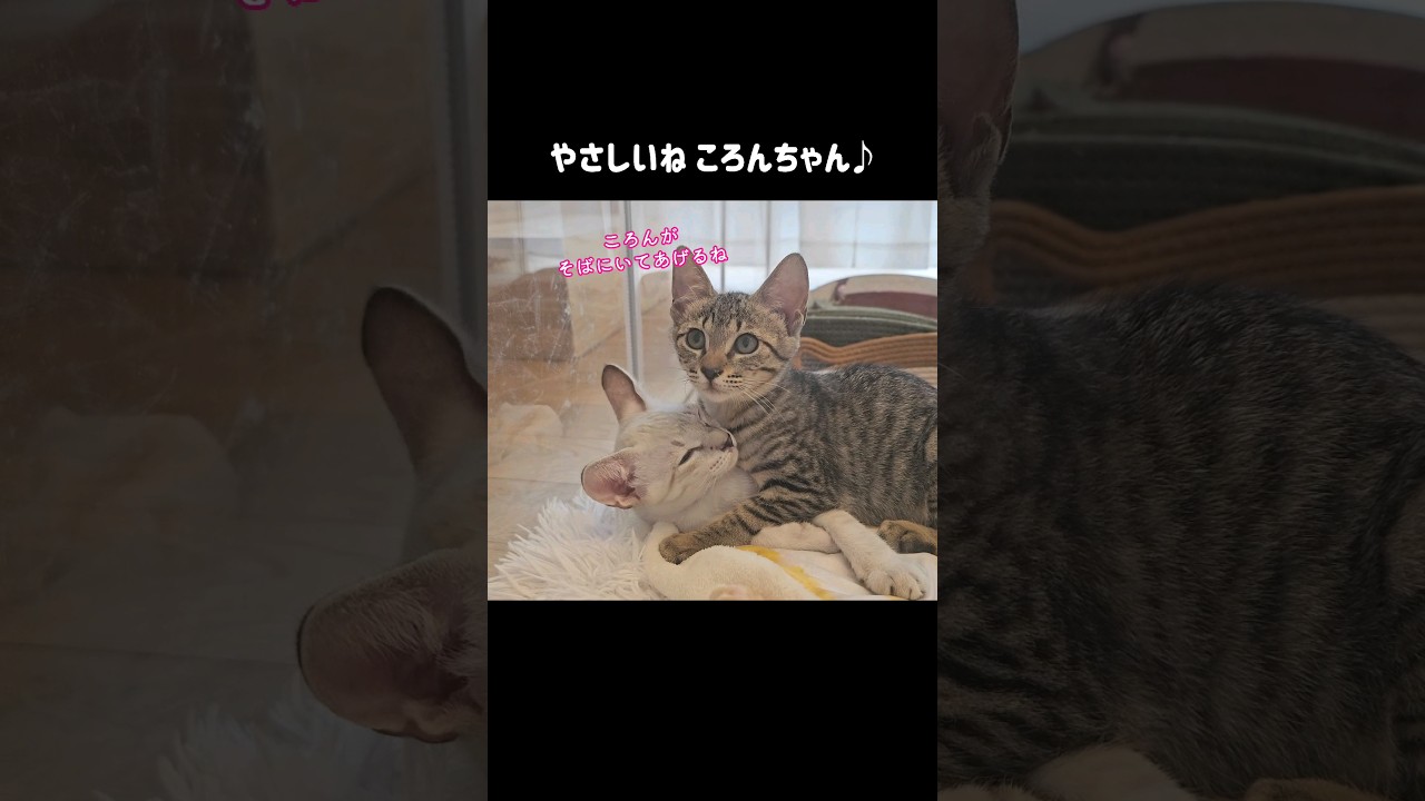 みんな大好き！やさしい「ころんちゃん」#Shorts #ころんちゃん #子猫 #里親募集中 #にこねこ #にこねこ保育園