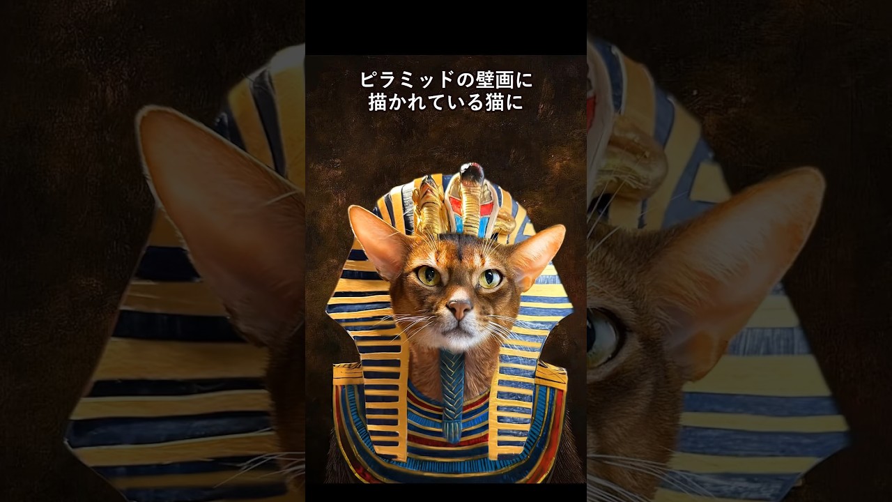 アビシニアンの可愛さがわかる1分解説