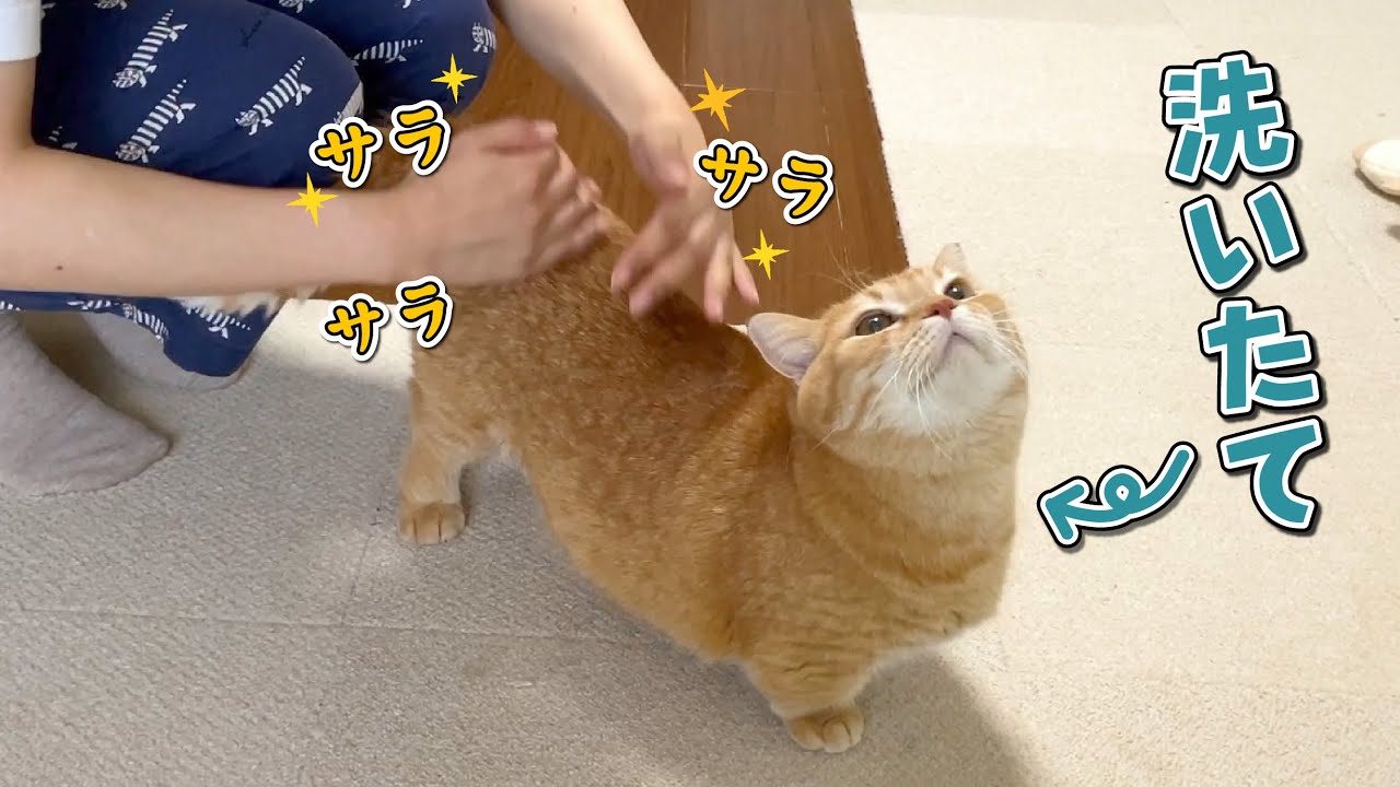 シャンプー後の愛猫をサラサラしたら幸せと抜け毛が舞い踊りました！