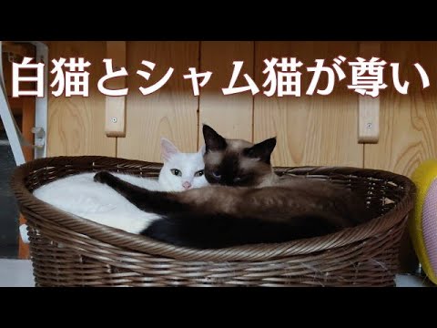 【白猫＆シャムミックス】一緒に居る姿を撮ってみました。