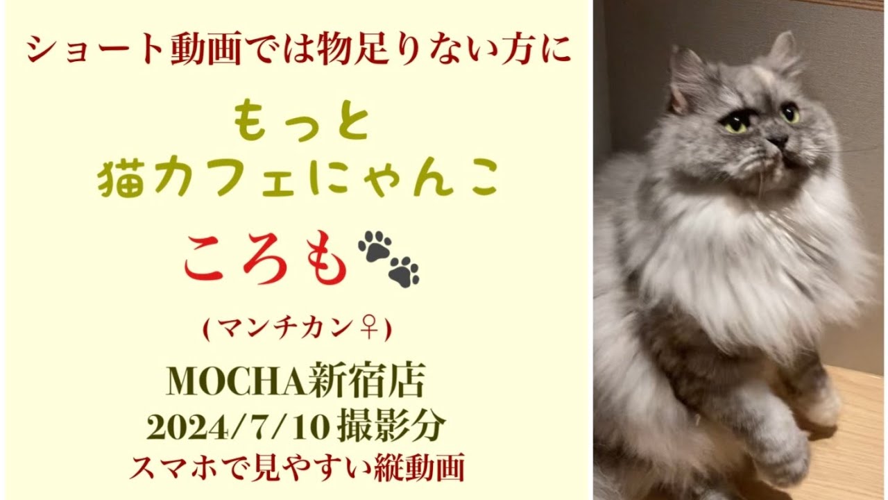 【完全版】　🐱ころも🐱　猫カフェMOCHA新宿店　(マンチカン♀)　2024/7/10 撮影分　　#日替わり猫カフェにゃんこ