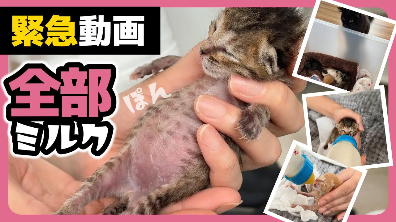 緊急動画【83gの子猫保護】初日から口のまわりにミルクをつけてハラを出して寝る赤ちゃん猫がかわいすぎる【保護猫生活1日目】