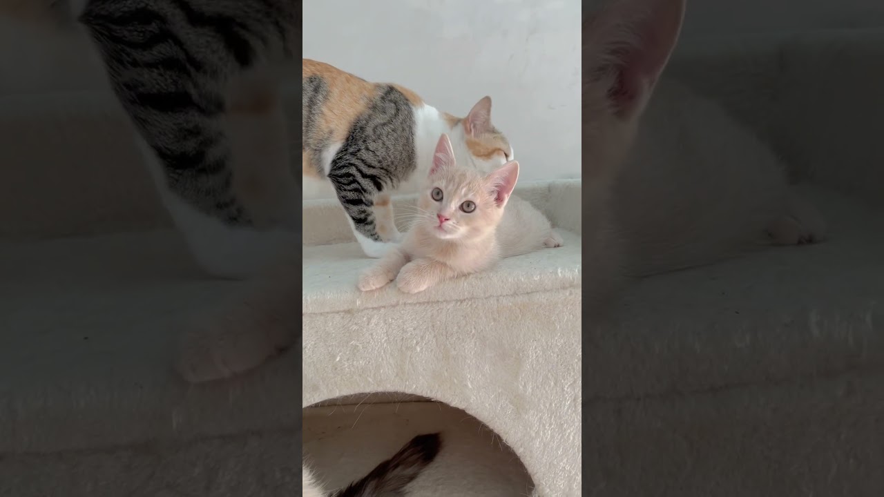 長足マンチカン男の子🩷 【お問合せ詳細は説明欄に記載あります】 #スクーカム #ブリーダー直販 #マンチカン #ミヌエット #ラパーマ #子猫 #子猫販売 #猫 #猫のいる暮らし #猫動画