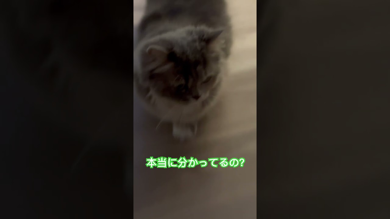 #cat #猫のいる生活 #ねこ #猫 #マンチカン短足 #shorts #短足マンチカン #猫好きさんと繋がりたい #マンチカン