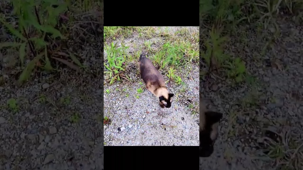 雨が降って来て家までぶっ飛ばして帰るシャム猫 #Shorts