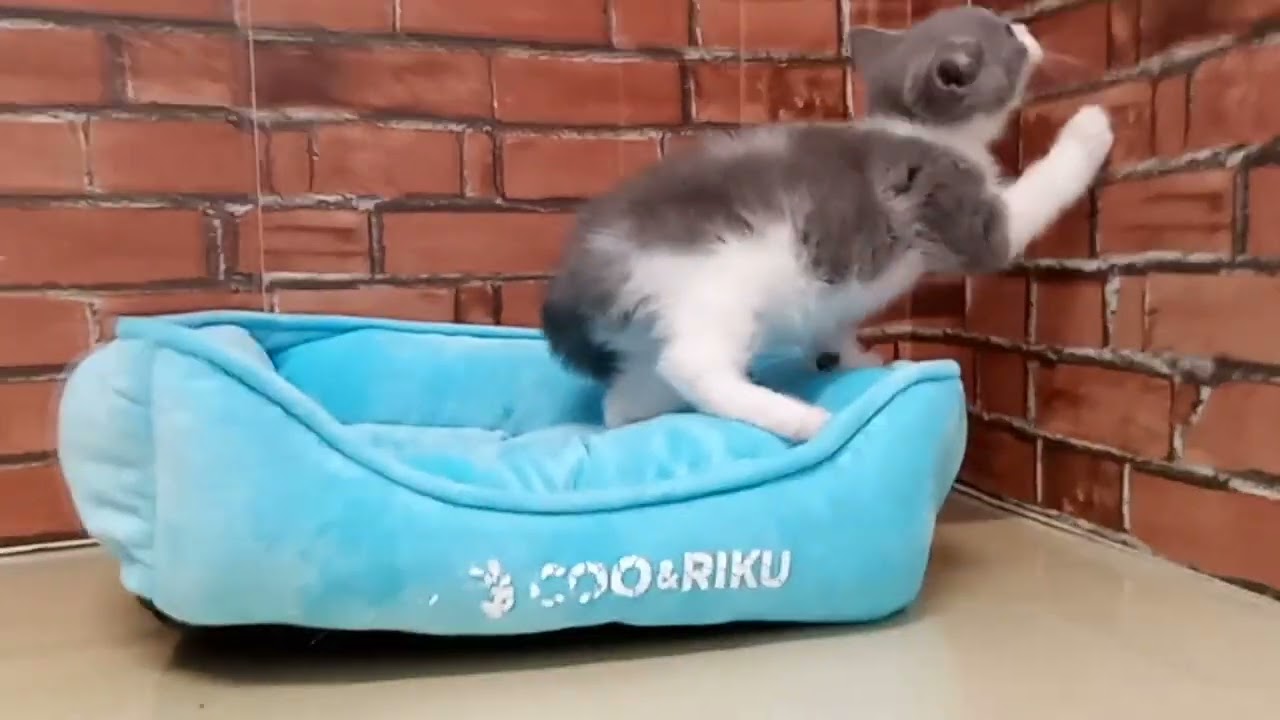 686858 ブリティッシュショートヘアー