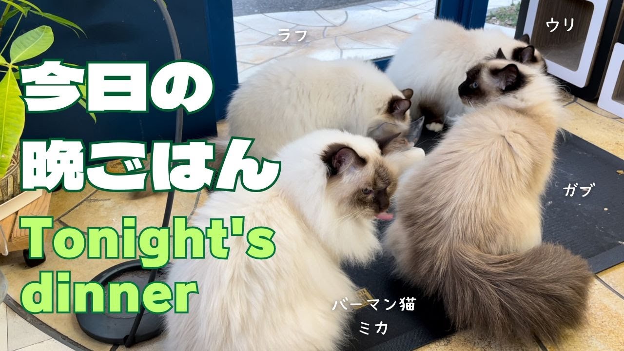 バーマン猫ミカとウリとガブとラフ【今日の晩ごはん】Tonight's dinner（バーマン猫）Birman/Cat