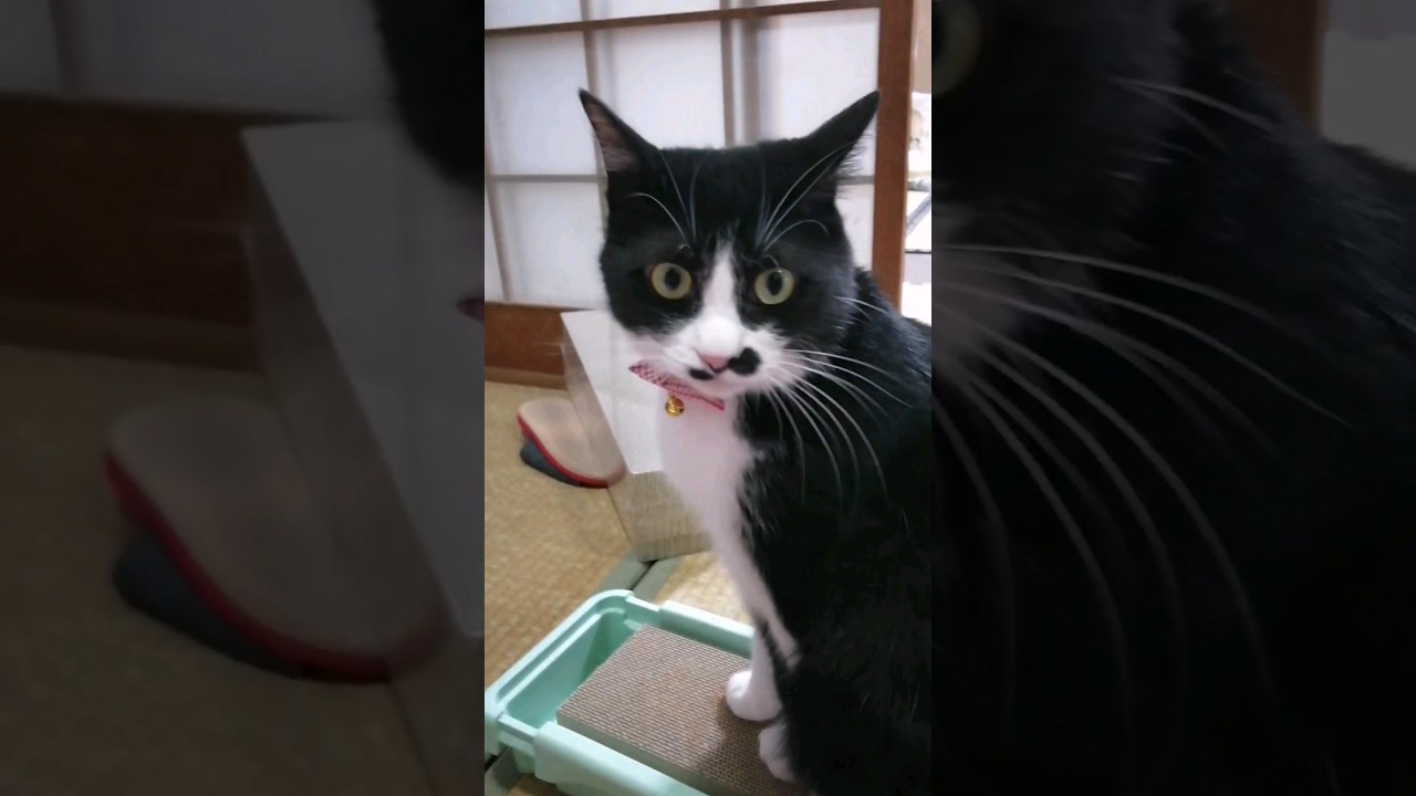 ハチワレ猫は気分屋#猫のいる暮らし #ハチワレ #猫耳 #ねこ日記 #ねこの日常